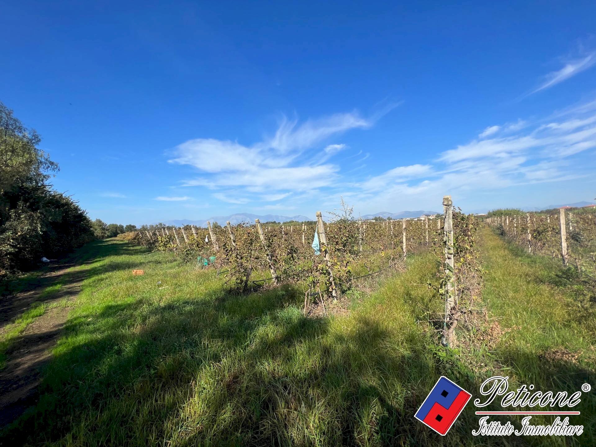 Foto 3 - Agricultural land Cellole - photo 3