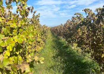 Foto 1 - Terreno agricolo Cellole - foto 1