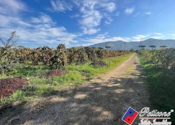 Foto 2 - Terreno agricolo Cellole - foto 2