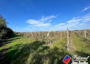 Foto 3 - Terreno agricolo Cellole - foto 3