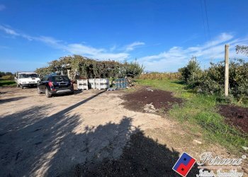 Foto 4 - Terreno agricolo Cellole - foto 4