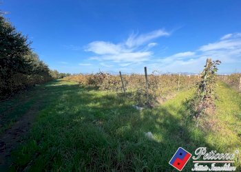 Foto 5 - Terreno agricolo Cellole - foto 5