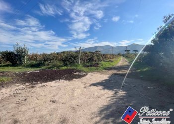 Foto 6 - Terreno agricolo Cellole - foto 6