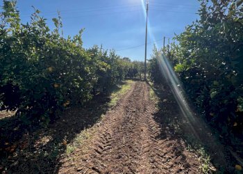 Foto 3 - Terreno agricolo Via Fontanelle S. Marco, Fondi - foto 3