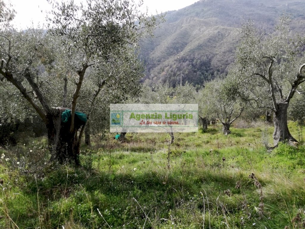 Foto 2 - Rustico Perinaldo - foto 2