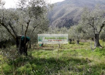 Foto 2 - Rustico Perinaldo - foto 2