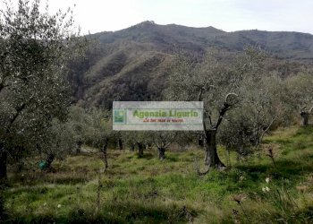 Foto 4 - Rustico Perinaldo - foto 4