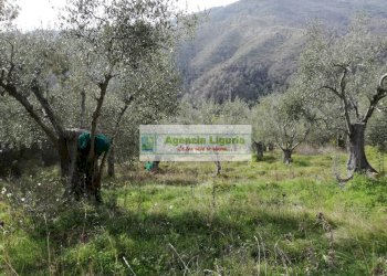 Foto 6 - Rustico Perinaldo - foto 6