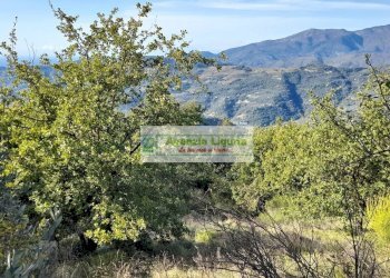 Foto 27 - Rustic località Alpicella
 
snc, Dolceacqua - photo 27