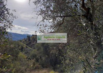 Foto 37 - Rustic località Alpicella
 
snc, Dolceacqua - photo 37