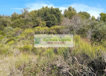 Foto 43 - Rustic località Alpicella
 
snc, Dolceacqua - photo 43