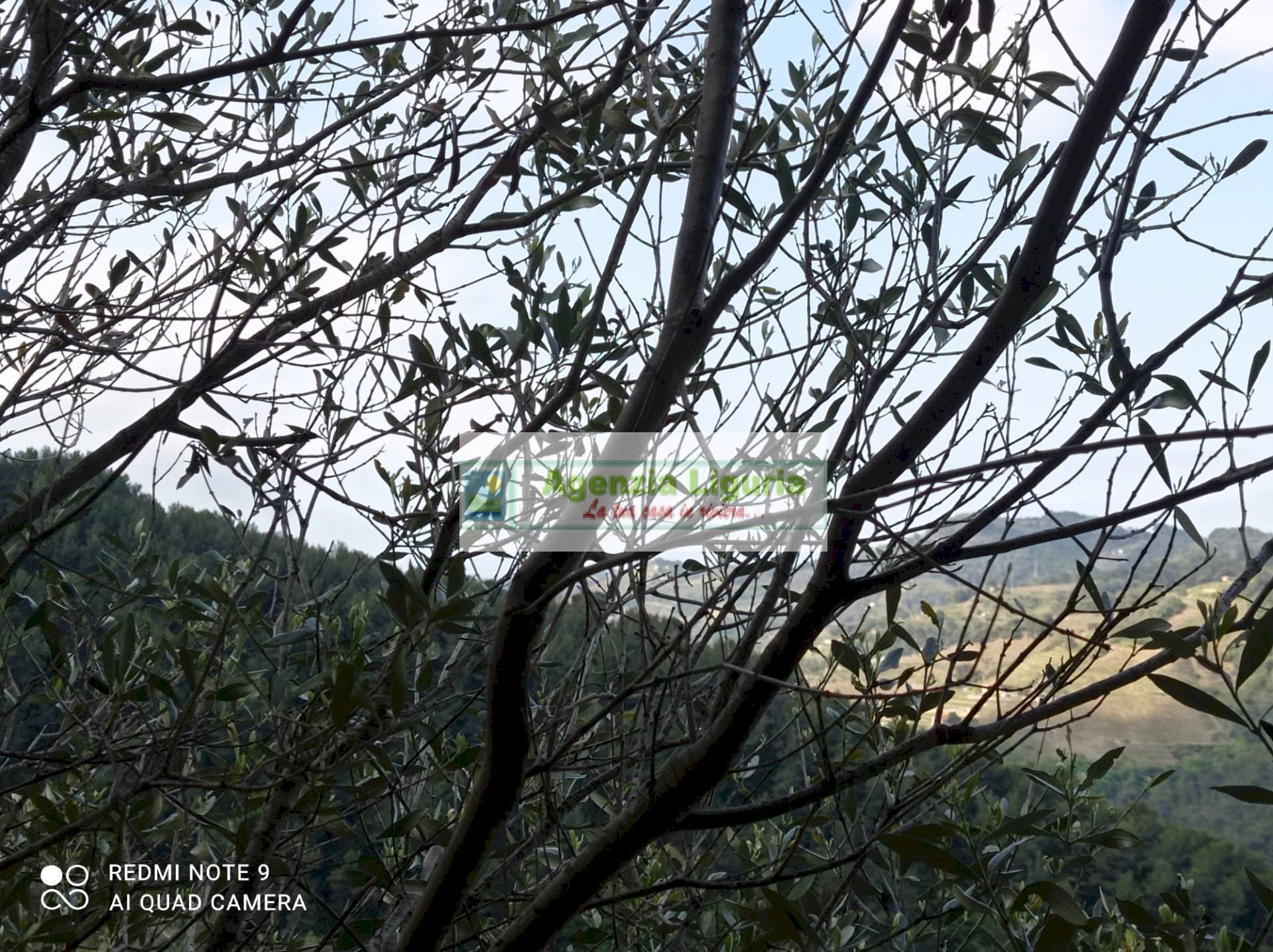 Foto 1 - Rustico Perinaldo - foto 1