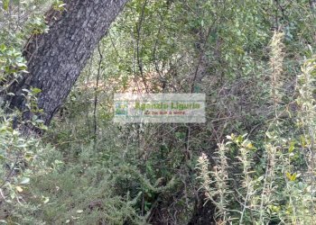 Foto 5 - Rustico Perinaldo - foto 5