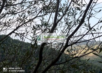 Foto 7 - Rustico Perinaldo - foto 7