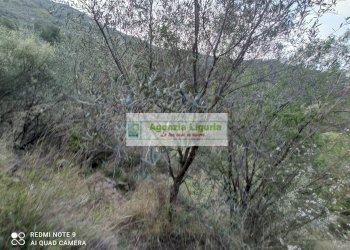 Foto 14 - Rustico Perinaldo - foto 14