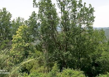 Foto 25 - Independent house località Funtanin
 
snc, Perinaldo - photo 25