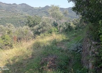 Foto 2 - Agricultural land Dolceacqua - photo 2