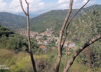 Foto 5 - Agricultural land Dolceacqua - photo 5