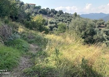 Foto 6 - Agricultural land Dolceacqua - photo 6