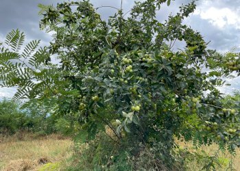 Foto 3 - Terreno agricolo contrada san tommaso, Ariano Irpino - foto 3