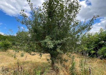 Foto 6 - Terreno agricolo contrada san tommaso, Ariano Irpino - foto 6