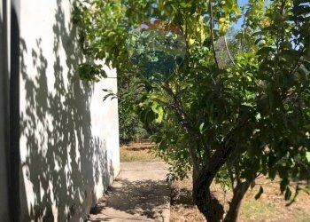 Giardino - Casa indipendente Fossacesia - foto 30