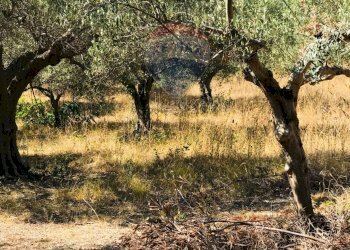 Foto 5 - Terreno edificabile C.Da Dragoni, Torino di Sangro - foto 4