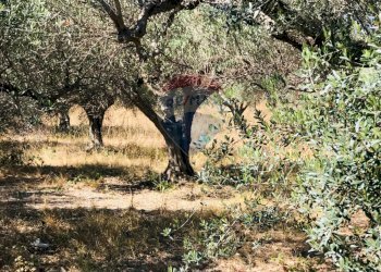 Foto 6 - Terreno edificabile C.Da Dragoni, Torino di Sangro - foto 5