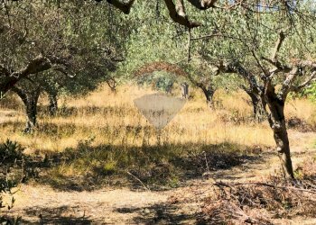 Foto 11 - Terreno edificabile C.Da Dragoni, Torino di Sangro - foto 10