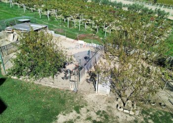 Giardino - Casa indipendente Orsogna - foto 133