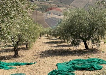 Oliveto - Casa indipendente Via San Vicenzo
 
15, Castel Frentano - foto 17