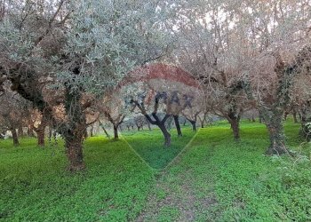 Giardino - Independent house Villa Rogatti
 
79, Ortona - photo 9