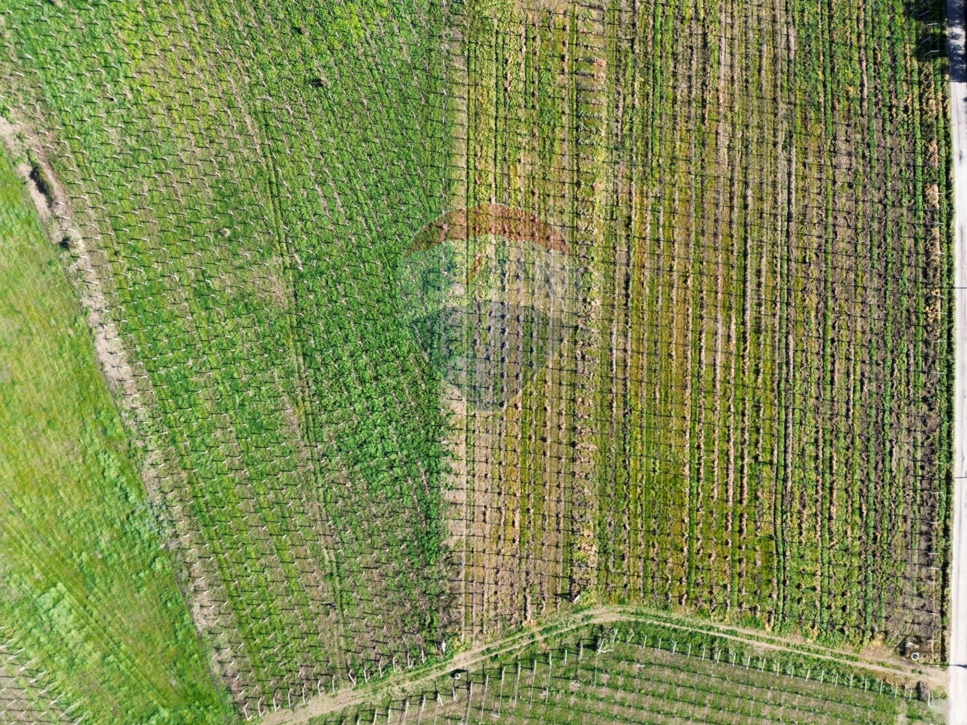 Dettagli - Agricultural land C.da Lentesco, Torino di Sangro - photo 2