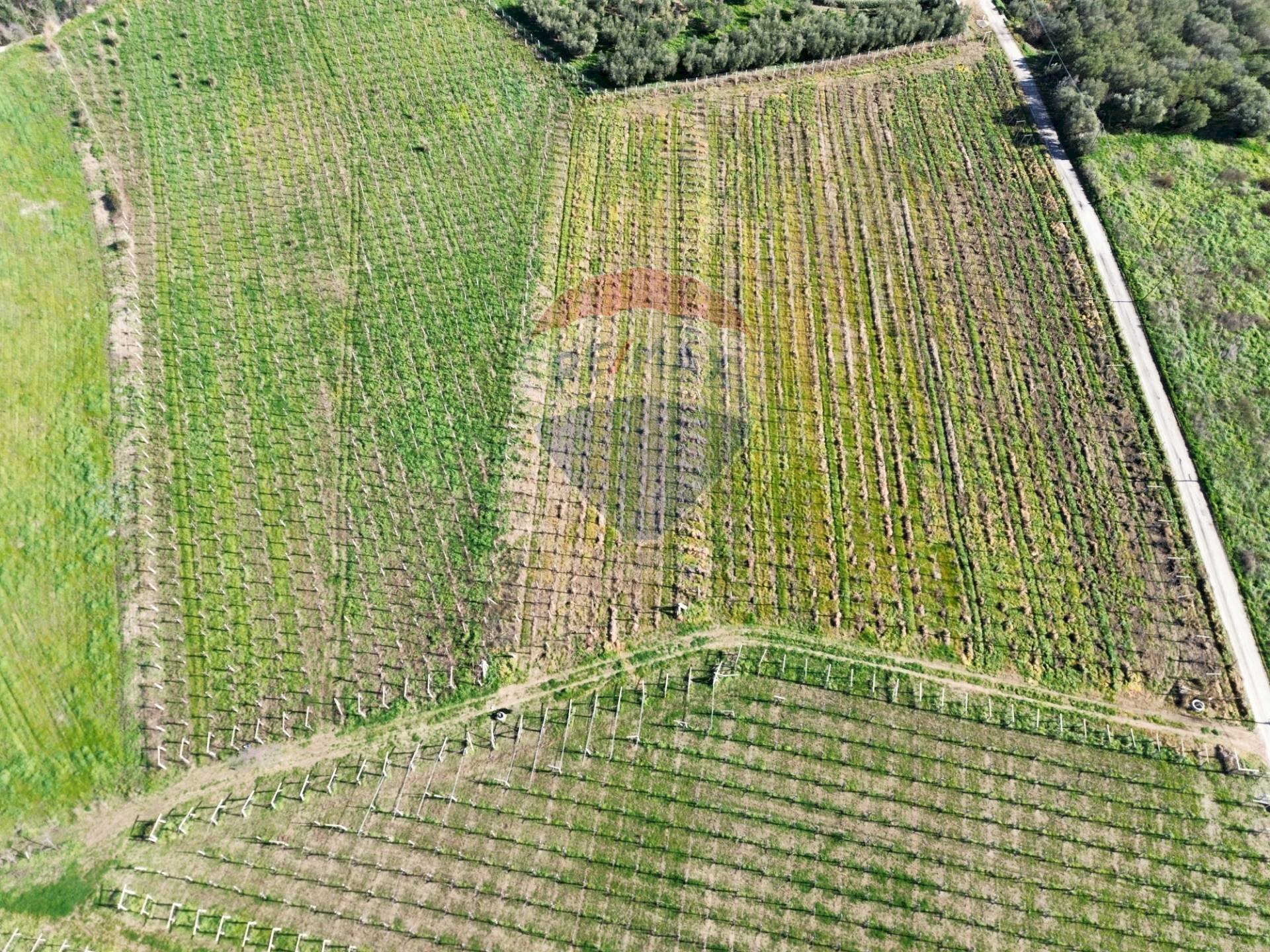Giardino - Agricultural land C.da Lentesco, Torino di Sangro - photo 3