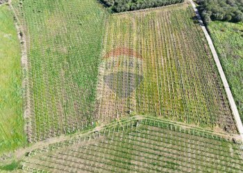 Giardino - Terreno agricolo C.da Lentesco, Torino di Sangro - foto 3
