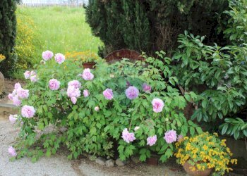 Giardino - Semi-detached house Via Senese Romana
 
369/P, Empoli - photo 16