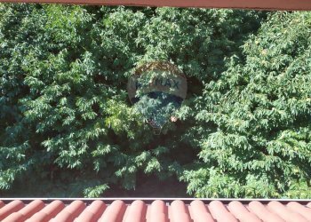 Giardino - Attico San Marco Argentano - foto 27