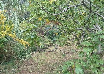 Giardino - Terreno agricolo Via Saretto, Cantalupa - foto 5