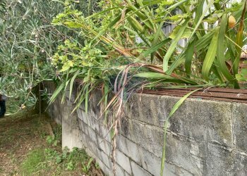 Giardino - Terreno agricolo Via Saretto, Cantalupa - foto 8