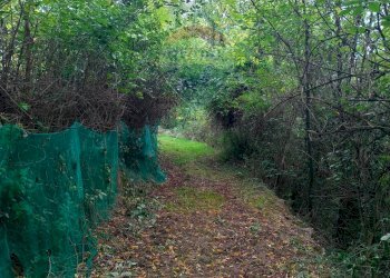 Giardino - Terreno agricolo Via Saretto, Cantalupa - foto 14