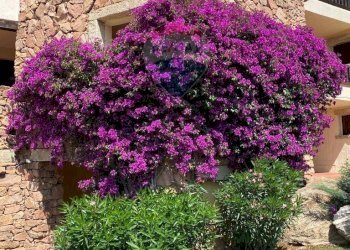 Giardino - Bilocale Via Sa Tazza, Olbia - foto 23