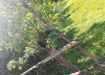 Giardino - Villa FRAZIONE FONTANELLE
 
1, Reano - photo 32