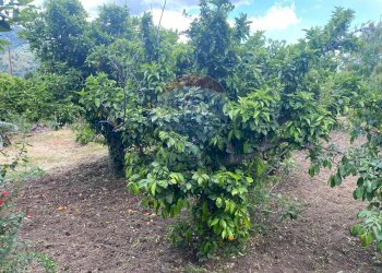Giardino - Terreno edificabile via oberdan, Francavilla di Sicilia - foto 6