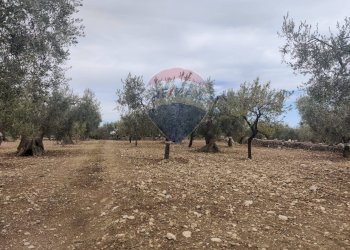 Giardino - Magazzino Contrada Santa Lucia - MW6R+Q2F, Monte Sant'Angelo - foto 17