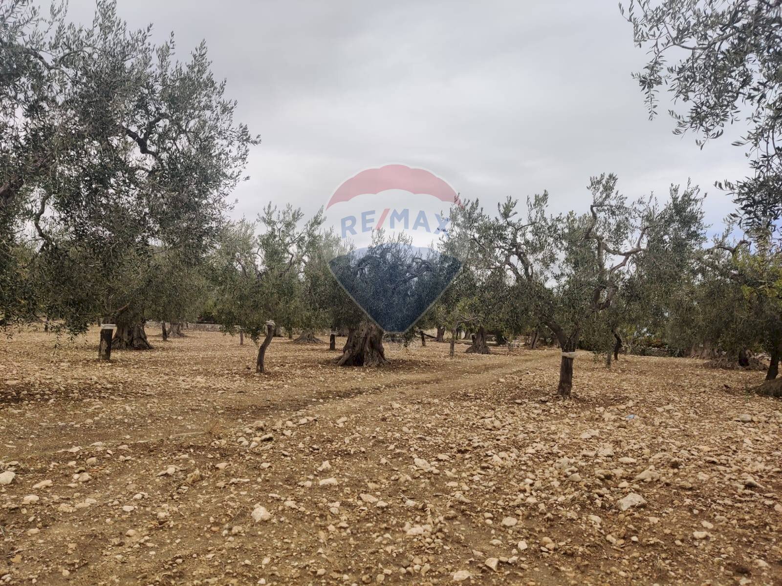 Giardino - Terreno agricolo Contrada Santa Lucia - MW6R+Q2F, Monte Sant'Angelo - foto 1