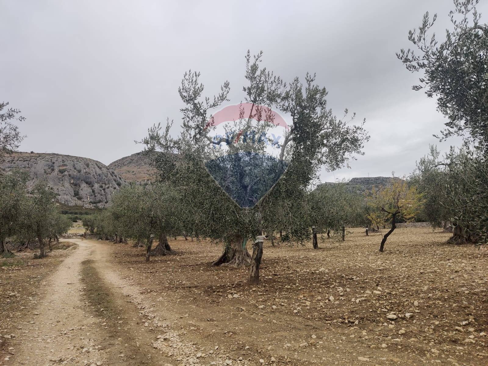 Giardino - Terreno agricolo Contrada Santa Lucia - MW6R+Q2F, Monte Sant'Angelo - foto 2
