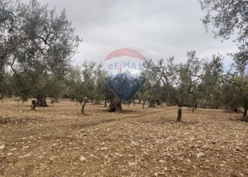 Giardino - Terreno agricolo Contrada Santa Lucia - MW6R+Q2F, Monte Sant'Angelo - foto 1