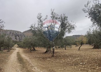 Giardino - Terreno agricolo Contrada Santa Lucia - MW6R+Q2F, Monte Sant'Angelo - foto 2
