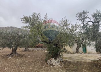 Giardino - Terreno agricolo Contrada Santa Lucia - MW6R+Q2F, Monte Sant'Angelo - foto 5