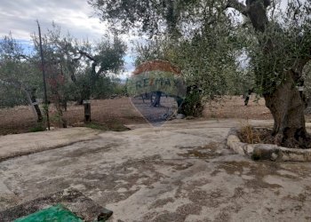 Giardino - Terreno agricolo Contrada Santa Lucia - MW6R+Q2F, Monte Sant'Angelo - foto 9